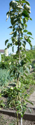 Spindel_Gravensteiner_right-to-left.jpg