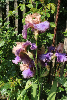 Iris Poem of Ecstasy 14.JPG