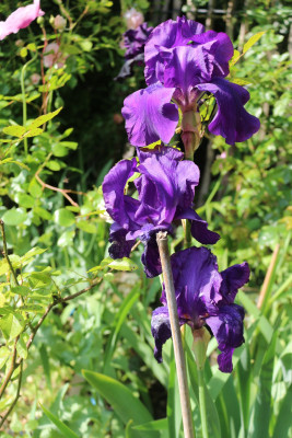 Iris Matinata Buero.JPG