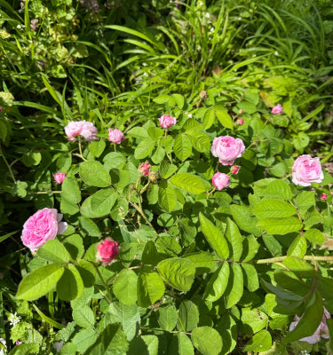 IMG_6856.jpeg