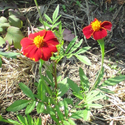 T_erecta_Blüte.jpg
