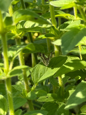 Graubinden-Labkrautspanner auf Oregano