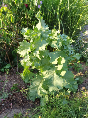 20250612_184520.jpg