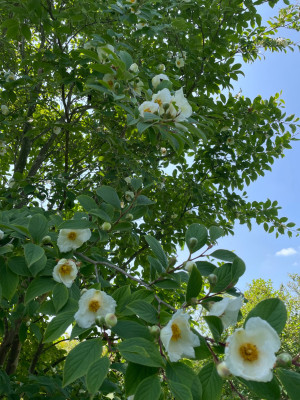 Stewartia pseudocamellia 2 Juni 2025.jpg