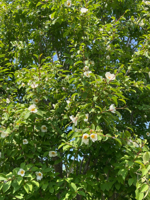 Stewartia pseudocamellia Juni 2025.jpg