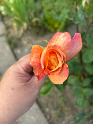 IMG_9200.jpeg