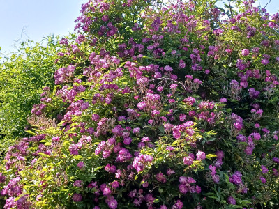 20250613_172048.jpg