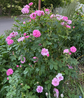 IMG_6883.jpeg
