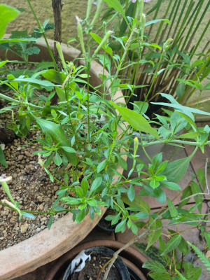 Silene fruticosa