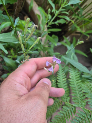 Silene fruticosa