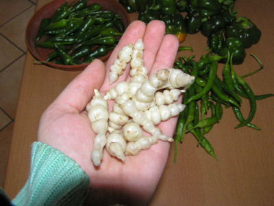 stachysnov08.jpg