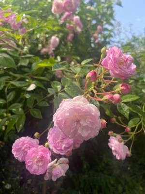 IMG_1890.jpeg