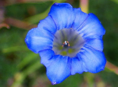 gentiana_leuchtfeuer.jpg