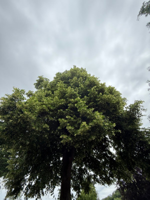 IMG_9047.jpeg