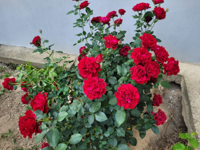 Rote NoName