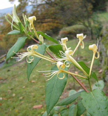 Lonicera_similis.jpg