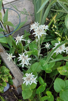 Edelweiss