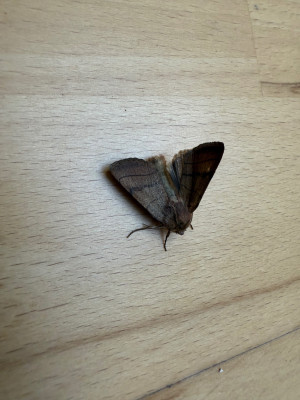 Dreilinieneule (Charanyca trigrammica)