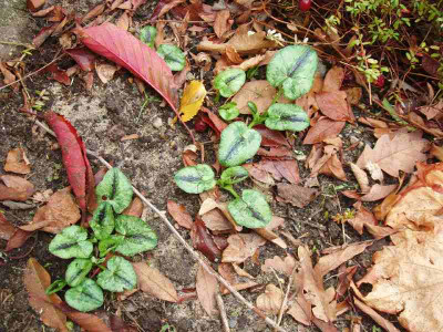 Ranunculus_Saxdorf2_ue.jpg