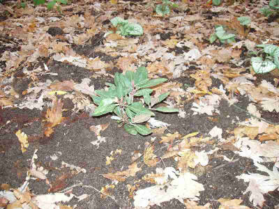Rhododendron_ue.jpg