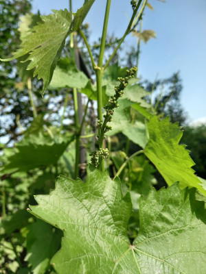 Unbrauchbare Geschein Muscat Bleu.