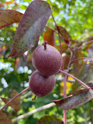 Juglans regia Purpurea Nusse Juni 2025.jpg