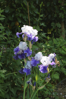 Iris Ride the Wind letzte Blueten 2.JPG
