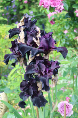 Iris Before the Storm 34.JPG