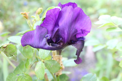 Iris Black Hills letzte Bluete.JPG
