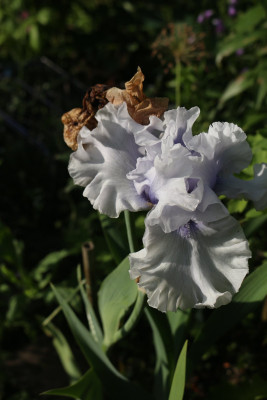 Iris Miltitzer Petticoat letzte Bluete 2.JPG