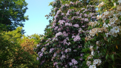 Die letzten Rhodo's Blüten
