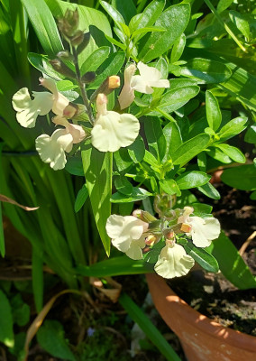 Salvia creme
