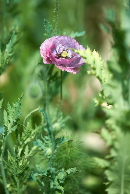 Papaver rhoeas &quot;Amazing grey&quot;
