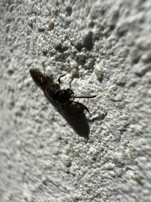 IMG_0136.jpeg