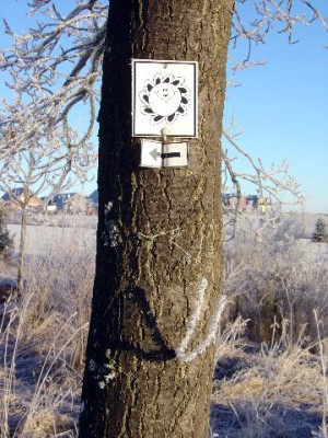 Sonnige_Eiche_mit_frostigen_Antennen.jpg