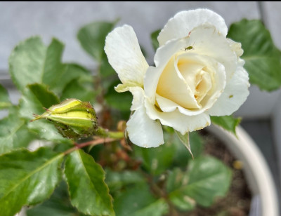 IMG_3393.jpeg