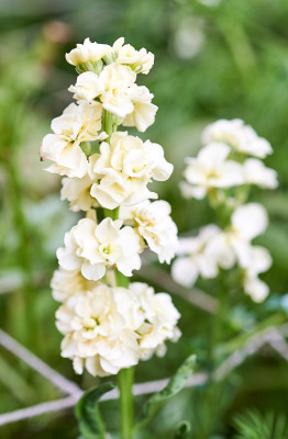 25 06 19 Garten Juni 524_8130.jpg