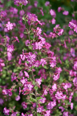 Silene dioica