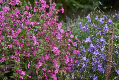 Silene dioica + Campanula patula