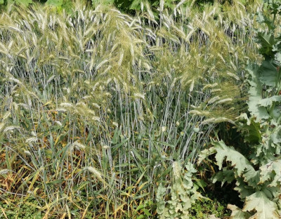 Durum Blattflecken Beschattung.jpeg