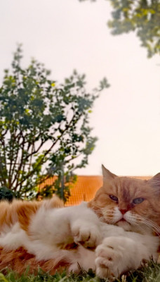 Screenshot_20250620_145918.jpg
