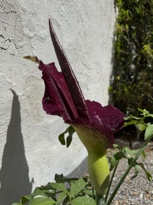 IMG_0336.jpeg