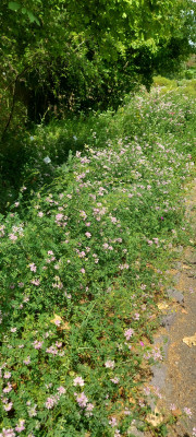 20250618_140530.jpg