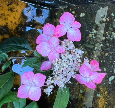Hydrangea serrata Beni Tsurugi