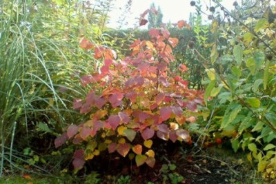 Disanthus_cercidifolius.jpg
