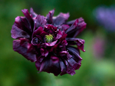 25 06 20 Garten Juni NZ7_3116.jpg