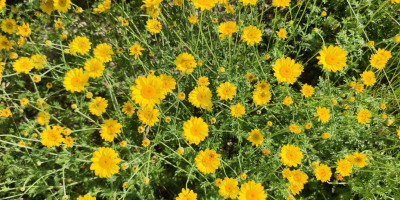 Anthemis tinctoria 'Dwarf Form'.jpg