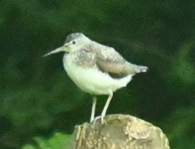 Waldwasserläufer.jpg