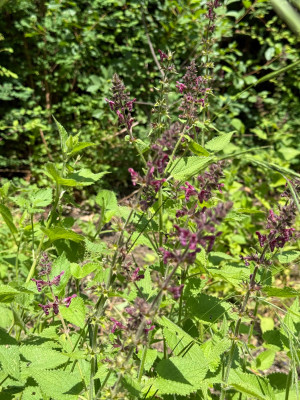 Stachys sylvatica