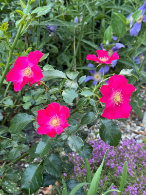 IMG_6991.jpeg